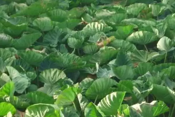 槟榔芋的种植技术和要点有哪些呢,槟榔芋的种植技术插图4 槟榔芋的种植技术和要点有哪些呢,槟榔芋的种植技术插图4