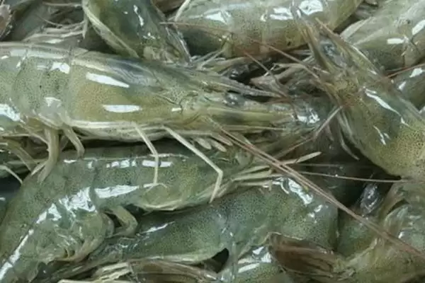对虾得白便的处理方法,对虾得了白便应如何进行处理插图2 对虾得白便的处理方法,对虾得了白便应如何进行处理插图2