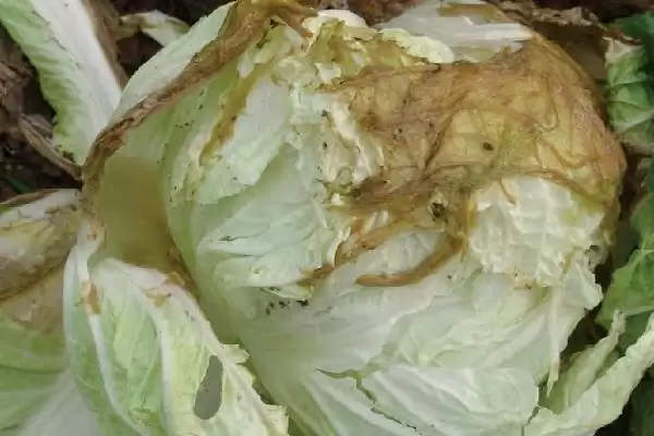 大白菜生长的温度要求是多少,大白菜的生长温度是多少插图3 大白菜生长的温度要求是多少,大白菜的生长温度是多少插图3