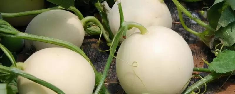 大棚甜瓜坐果后该如何管理,大棚甜瓜坐果后怎么管理插图 大棚甜瓜坐果后该如何管理,大棚甜瓜坐果后怎么管理插图