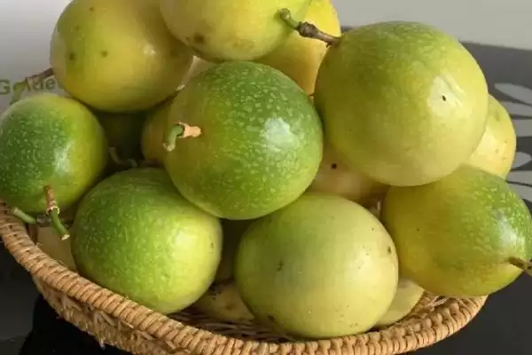 百香果广泛种植地,百香果在哪些热带亚热带地区广植插图1
