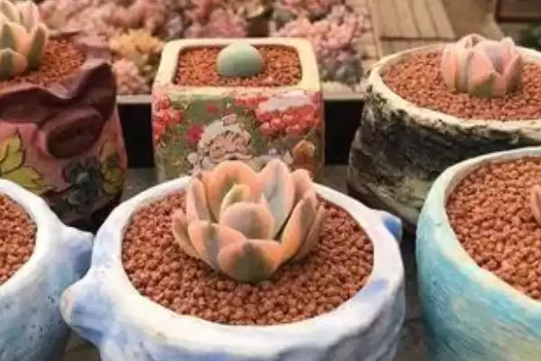 多肉植物的用土要求,多肉植物用土在配制上有何不同要求插图2 多肉植物的用土要求,多肉植物用土在配制上有何不同要求插图2