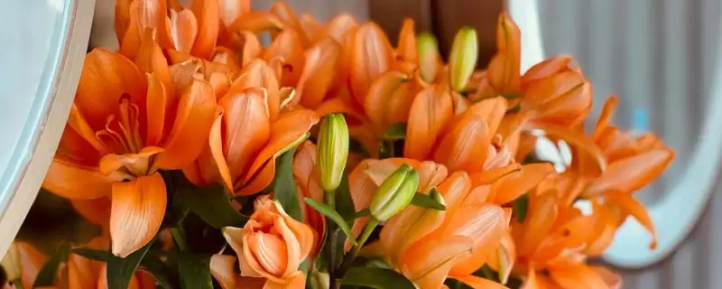 橙色百合花有什么寓意和象征呢,橙色百合花的寓意-会东网