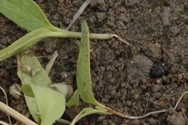 番茄猝倒病情况,番茄猝倒病在什么阶段可患病插图3 番茄猝倒病情况,番茄猝倒病在什么阶段可患病插图3