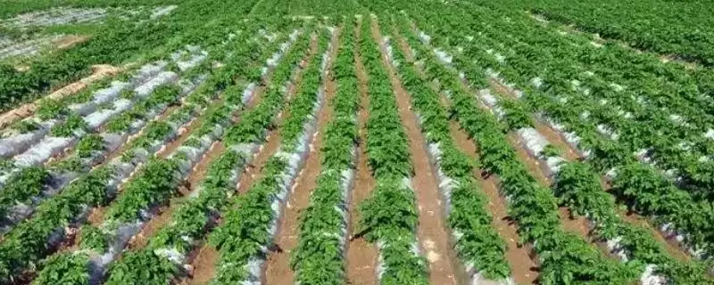 地膜土豆与胡萝卜套种技巧,地膜土豆与胡萝卜套种有哪些技巧-会东网