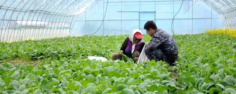 冬季蔬菜大棚放风原因,冬季蔬菜大棚需要放风的原因是什么-会东网