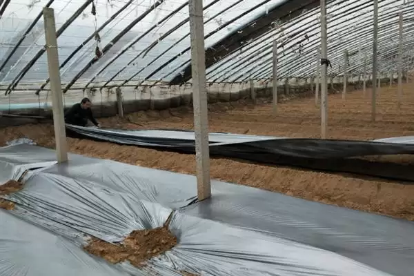 大棚地膜覆盖存在哪些误区呢,大棚地膜覆盖误区插图7 大棚地膜覆盖存在哪些误区呢,大棚地膜覆盖误区插图7