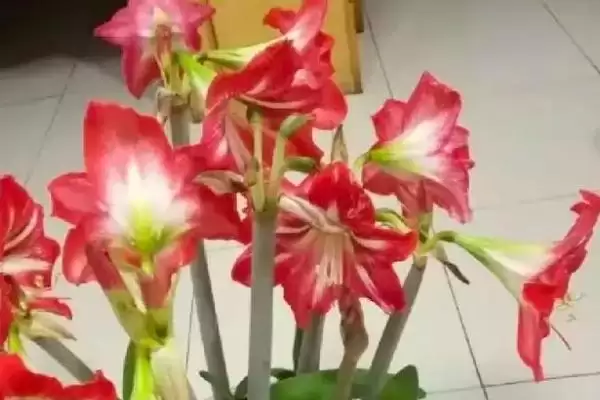 对红的养殖方法要点,对红的养殖方法适合怎样的环境插图1 对红的养殖方法要点,对红的养殖方法适合怎样的环境插图1