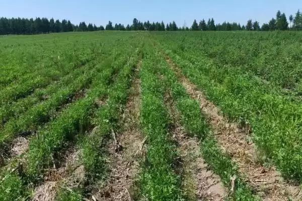 防风种植的时间,防风在南北方分别何时种植插图1 防风种植的时间,防风在南北方分别何时种植插图1