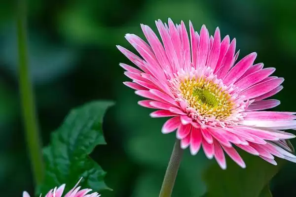 非洲菊品种种类,非洲菊主要有哪些品种种类插图3 非洲菊品种种类,非洲菊主要有哪些品种种类插图3