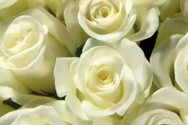 表白送什么花比较合适呢,表白送什么花好插图2 表白送什么花比较合适呢,表白送什么花好插图2