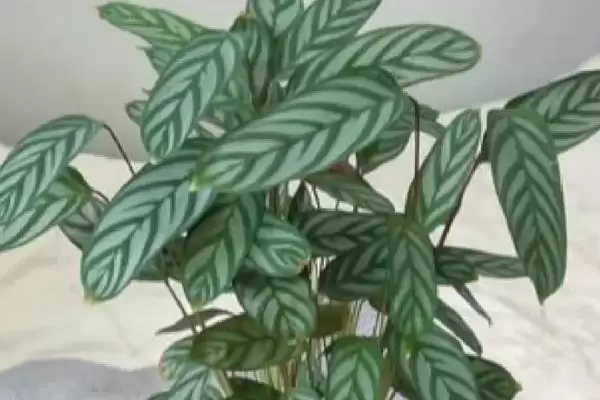 飞羽竹芋的花语,飞羽竹芋具有怎样的花语寓意插图4 飞羽竹芋的花语,飞羽竹芋具有怎样的花语寓意插图4