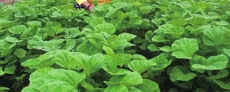 冬寒菜秋播的栽培技巧,冬寒菜在秋播的栽培技巧有哪些要点插图 冬寒菜秋播的栽培技巧,冬寒菜在秋播的栽培技巧有哪些要点插图