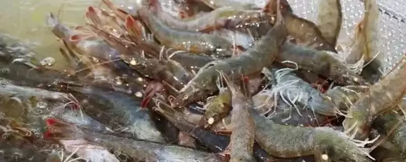 对虾一个月生长长度,对虾一个月正常可以长多少公分长度插图 对虾一个月生长长度,对虾一个月正常可以长多少公分长度插图