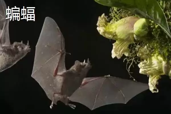 蝙蝠是不是由老鼠变来的呢,蝙蝠是不是老鼠变的插图2 蝙蝠是不是由老鼠变来的呢,蝙蝠是不是老鼠变的插图2