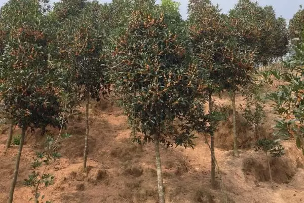 丹桂树的价格影响因素,丹桂树的价格受哪些规格因素影响插图1 丹桂树的价格影响因素,丹桂树的价格受哪些规格因素影响插图1