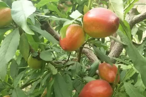 大棚油桃的管理要点有哪些方面,大棚油桃的管理要点插图3 大棚油桃的管理要点有哪些方面,大棚油桃的管理要点插图3