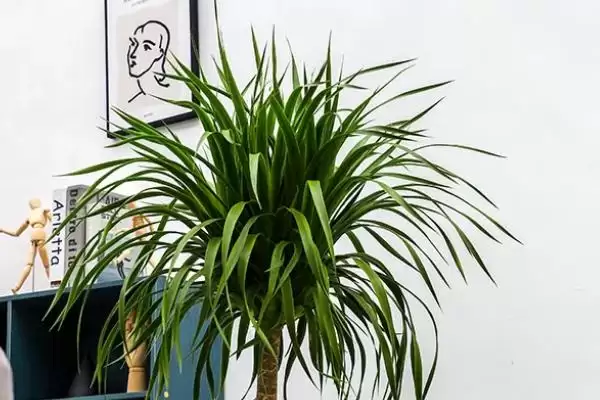 多头龙须树养殖方法,多头龙须树要如何进行养殖管理插图3