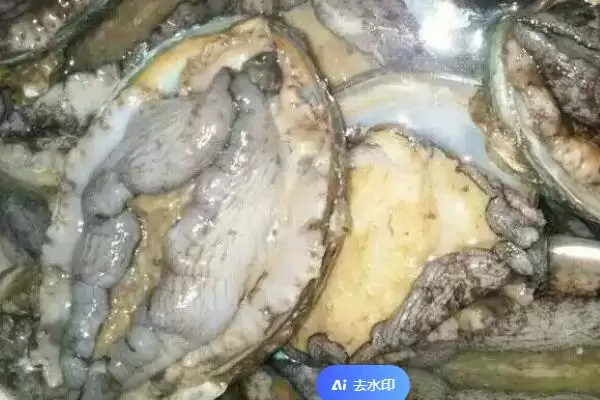 鲍鱼洗净后如何进行保鲜呢,鲍鱼洗净后如何保鲜插图3 鲍鱼洗净后如何进行保鲜呢,鲍鱼洗净后如何保鲜插图3