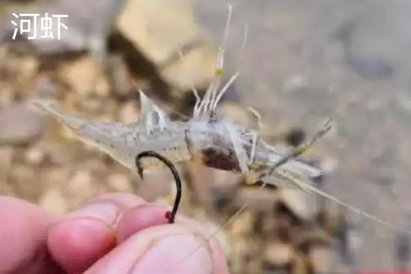 手竿钓鳜鱼用河虾等什么饵料?插图1 手竿钓鳜鱼用河虾等什么饵料?插图1