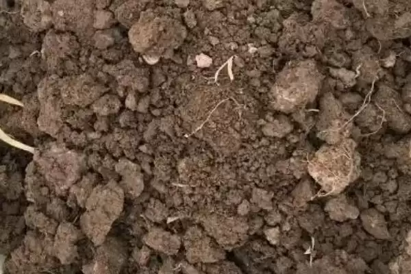 北方盆栽桔子树的养护方法是啥,北方盆栽桔子树的养护方法插图6 北方盆栽桔子树的养护方法是啥,北方盆栽桔子树的养护方法插图6