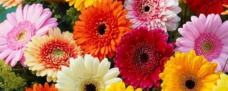 非洲菊病毒病防治,非洲菊病毒病的原因及防治方法有哪些插图 非洲菊病毒病防治,非洲菊病毒病的原因及防治方法有哪些插图