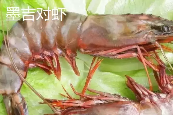 对虾的生活习性特点,对虾具有哪些生活习性方面的特点插图5 对虾的生活习性特点,对虾具有哪些生活习性方面的特点插图5