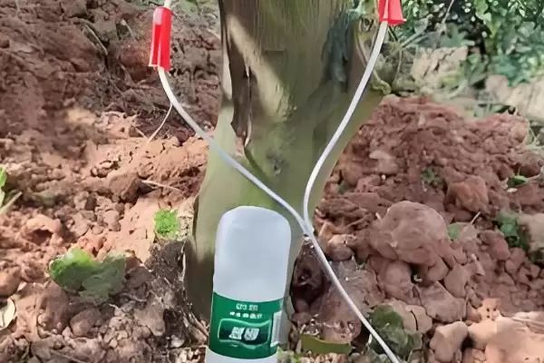 常见的铁肥有哪些种类和名称呢,常见的铁肥有哪些插图8 常见的铁肥有哪些种类和名称呢,常见的铁肥有哪些插图8