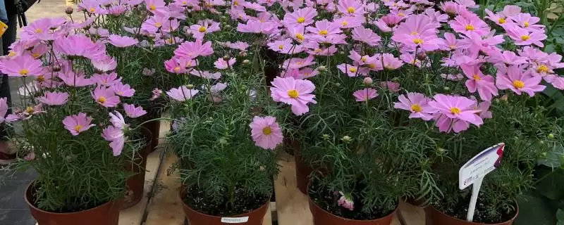 波斯菊移盆种几株比较合适呢,波斯菊移盆可以种几株插图 波斯菊移盆种几株比较合适呢,波斯菊移盆可以种几株插图