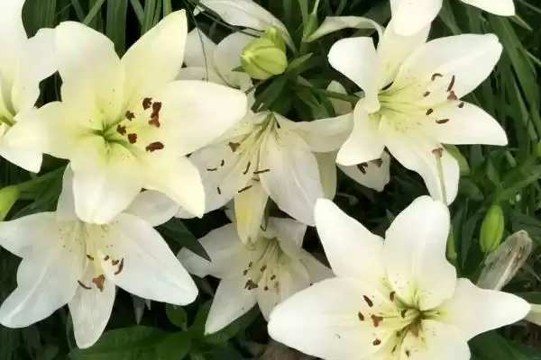 百合花送礼禁忌,百合花为何存在不可送人的情况插图3 百合花送礼禁忌,百合花为何存在不可送人的情况插图3