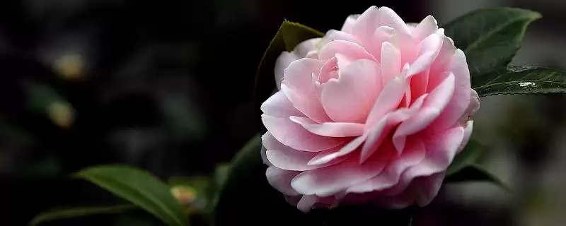 茶花的主要产地在哪些地方呢,茶花的主产地插图 茶花的主要产地在哪些地方呢,茶花的主产地插图