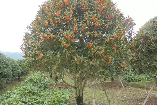 丹桂树的价格影响因素,丹桂树的价格受哪些规格因素影响插图4 丹桂树的价格影响因素,丹桂树的价格受哪些规格因素影响插图4