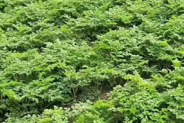 当归提前抽苔的原因分析,当归提前抽苔是什么原因导致的插图3 当归提前抽苔的原因分析,当归提前抽苔是什么原因导致的插图3