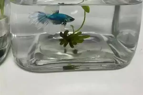 斗鱼小鱼的养殖方法,斗鱼小鱼要如何进行养殖管理插图5