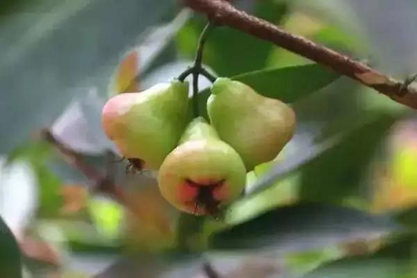 莲雾在什么时期进行套袋及为何生理落果后套?插图8 莲雾在什么时期进行套袋及为何生理落果后套?插图8