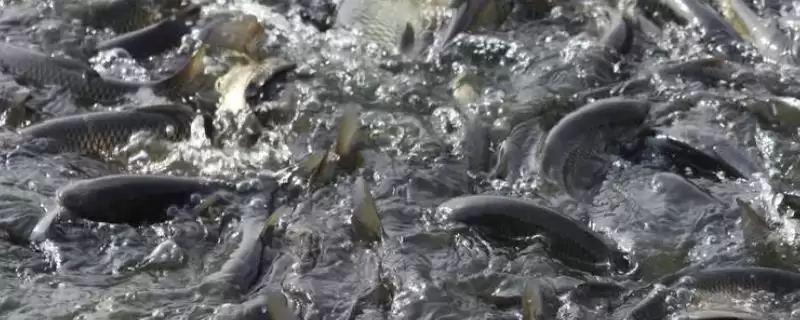 草鱼的养殖效益大概是多少呢,草鱼的养殖效益插图 草鱼的养殖效益大概是多少呢,草鱼的养殖效益插图