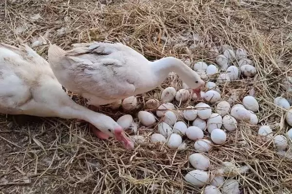 产蛋鹅的饲养管理技术有哪些呢,产蛋鹅的饲养管理技术插图3 产蛋鹅的饲养管理技术有哪些呢,产蛋鹅的饲养管理技术插图3