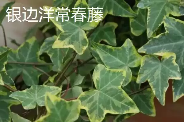 常春藤有哪些常见的品种呢,常春藤的品种插图3 常春藤有哪些常见的品种呢,常春藤的品种插图3