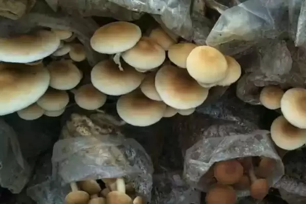 蘑菇土法施肥有哪9种方法可以尝试?插图2 蘑菇土法施肥有哪9种方法可以尝试?插图2