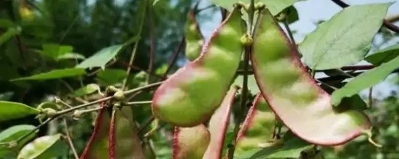 扁豆斑点病要怎么进行防治呢,扁豆斑点病怎么防治-会东网