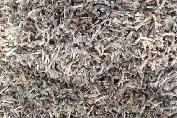 苍术种子的价格是多少钱一斤呢,苍术种子的价格插图1 苍术种子的价格是多少钱一斤呢,苍术种子的价格插图1