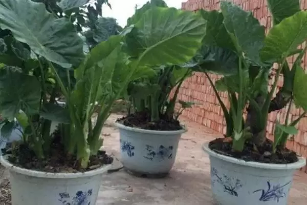 滴水观音春天的发芽时间,滴水观音春天何时能够发芽插图3 滴水观音春天的发芽时间,滴水观音春天何时能够发芽插图3