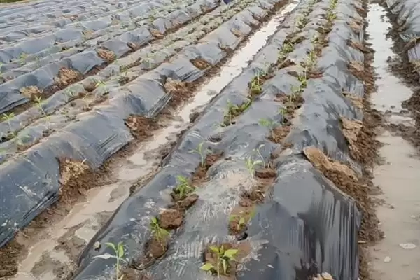 大棚地膜覆盖存在哪些误区呢,大棚地膜覆盖误区插图8 大棚地膜覆盖存在哪些误区呢,大棚地膜覆盖误区插图8