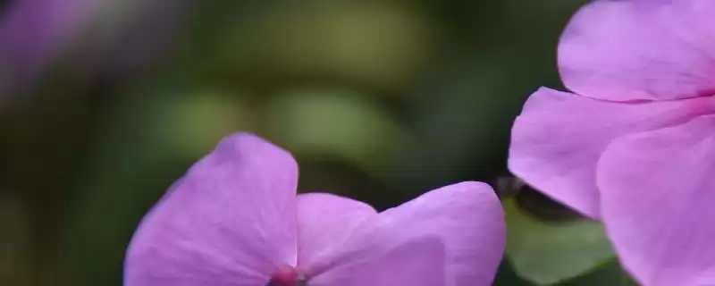 非洲凤仙修剪方法,非洲凤仙的修剪方法是怎样的-会东网