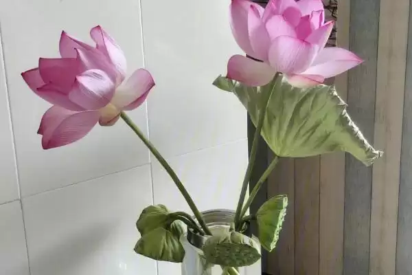 冬天荷花室内开花情况,冬天荷花放室内在什么温度会开花插图1