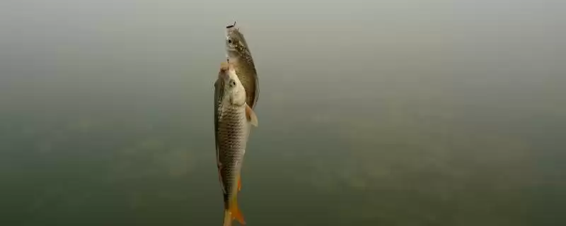 春天钓鲫鱼是钓远还是钓近好呢,春天钓鲫鱼是钓远还是钓近-会东网