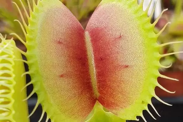 捕蝇草的浇水方法和频率是怎样呢,捕蝇草的浇水方法插图1