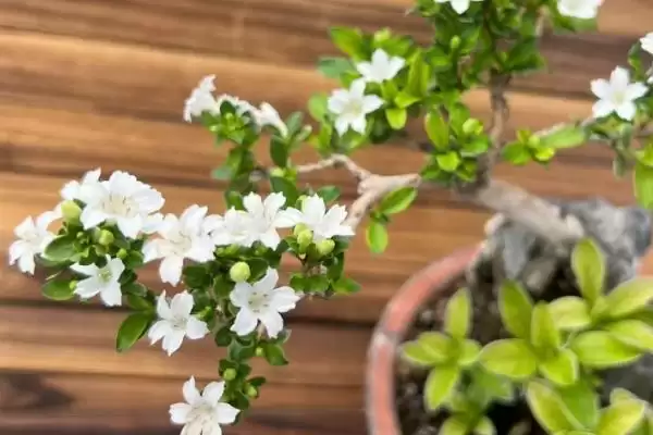 常绿灌木有哪些常见的品种呢,常绿灌木有哪些插图4