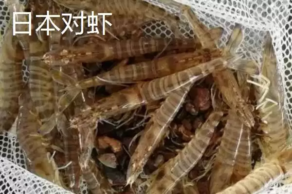 东方对虾的产地范围,东方对虾的产地主产于哪些海域插图5 东方对虾的产地范围,东方对虾的产地主产于哪些海域插图5