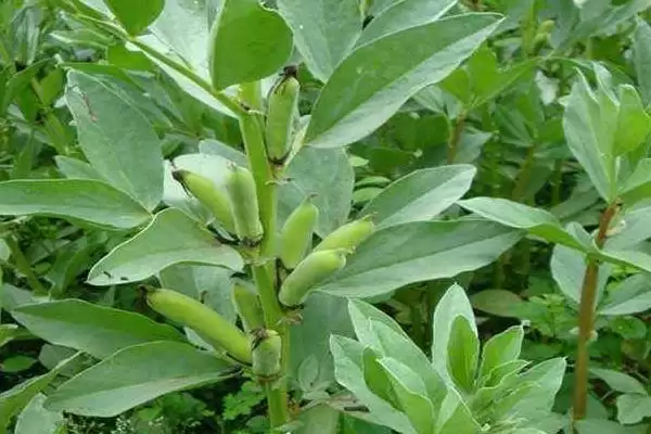 蚕豆的种植时间在什么时候呢,蚕豆的种植时间插图1 蚕豆的种植时间在什么时候呢,蚕豆的种植时间插图1